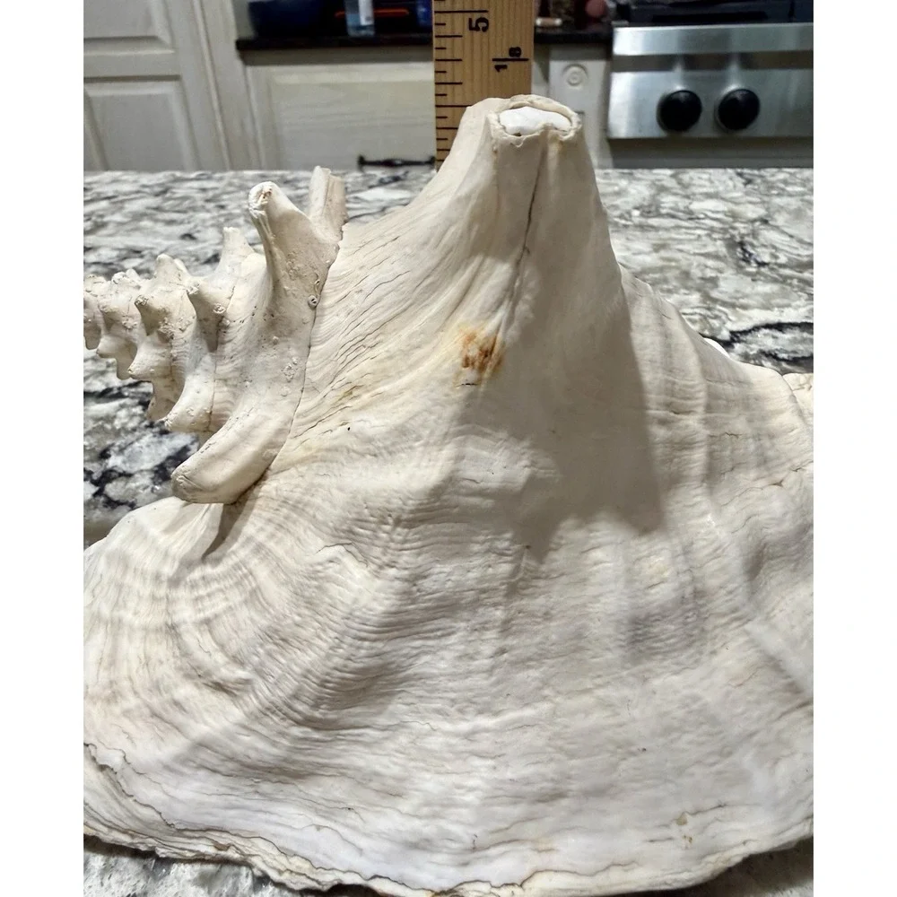 Large Natural Sea Shell Conch 9